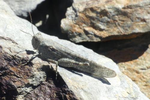 Réf. 266 964 : Sphingonotus rubescens rubescens